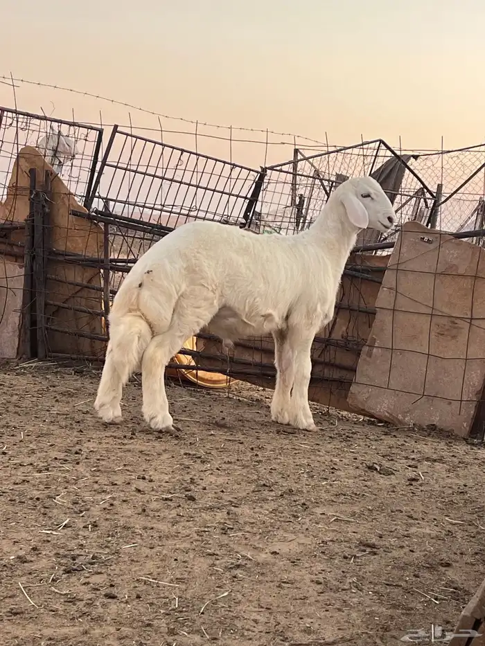 مشروع فحل صنف 1