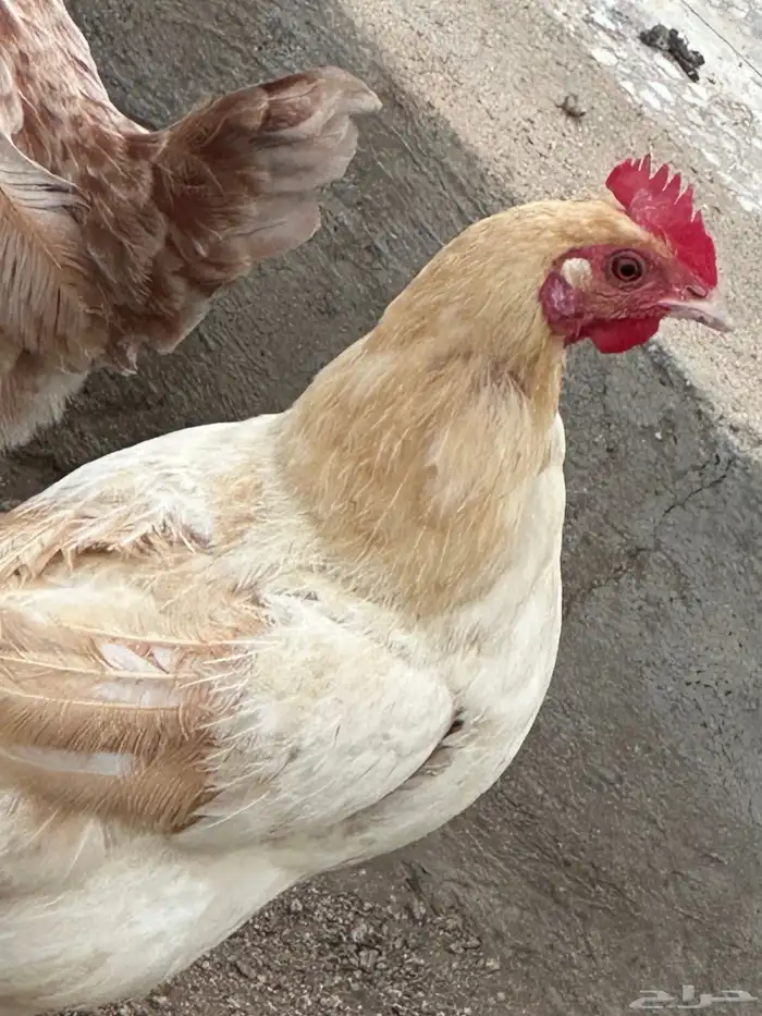 دجاج بلدي للبيع 11