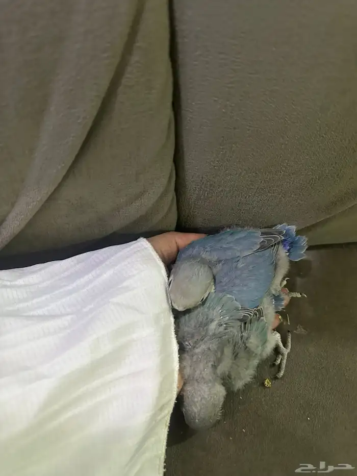 فرخ روز للبيع 1