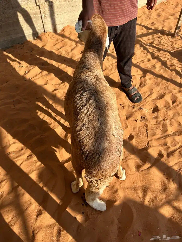 طليان سواكن 1