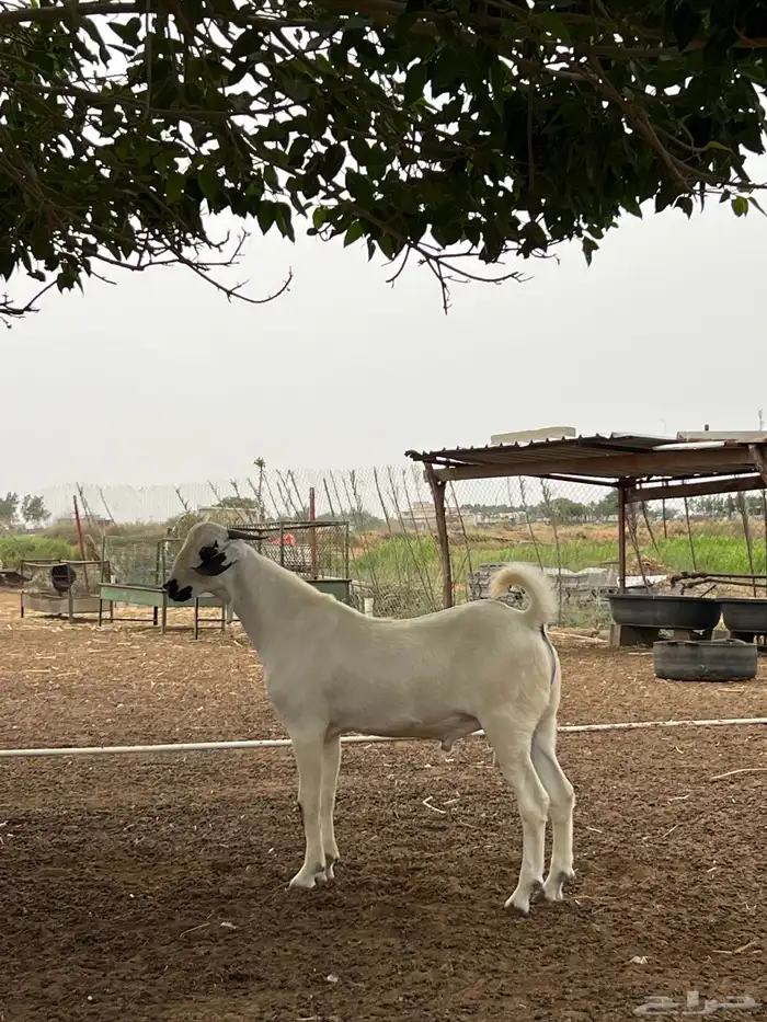 مشروع فحل بيشي فاخر 4