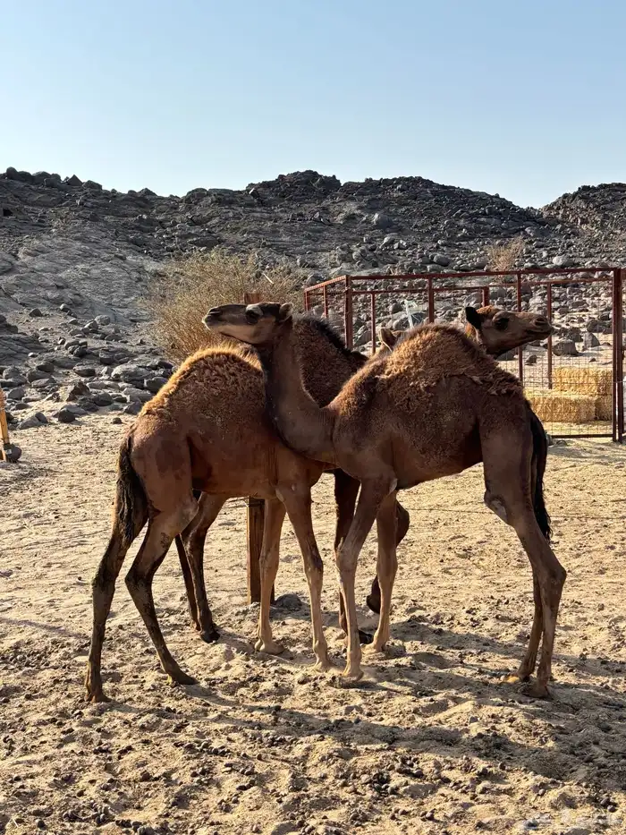 قعدان حمر للبيع 2