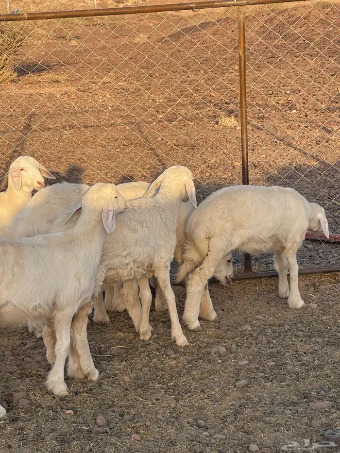 رخال ( تم البيع ) 1