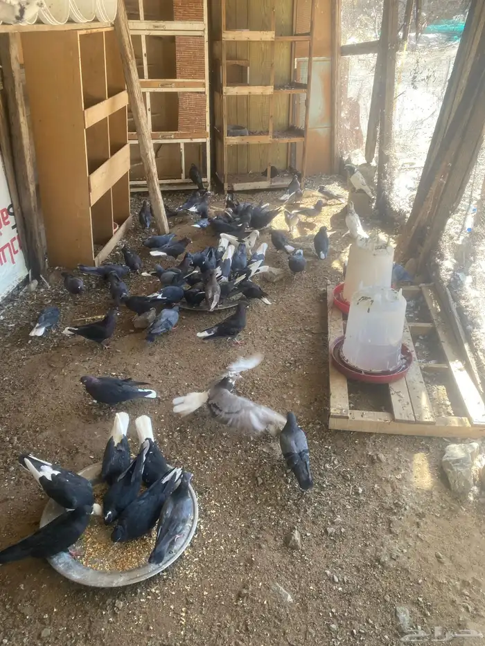 حمام قطيفي 0