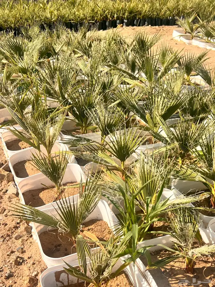 نخيل واشنطونيا (بسعر الجمله ) فرصه استثمارية 7