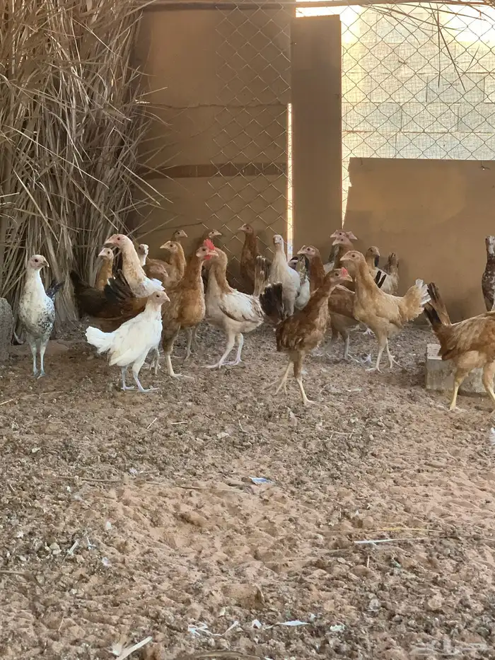 دجاج عمر 3 شهور 2