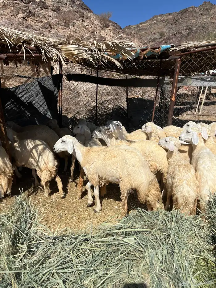 رخال حريات للبيع تم البيع 3