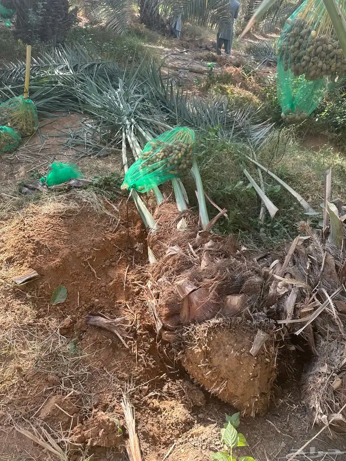 نخل للبيع منتج 1