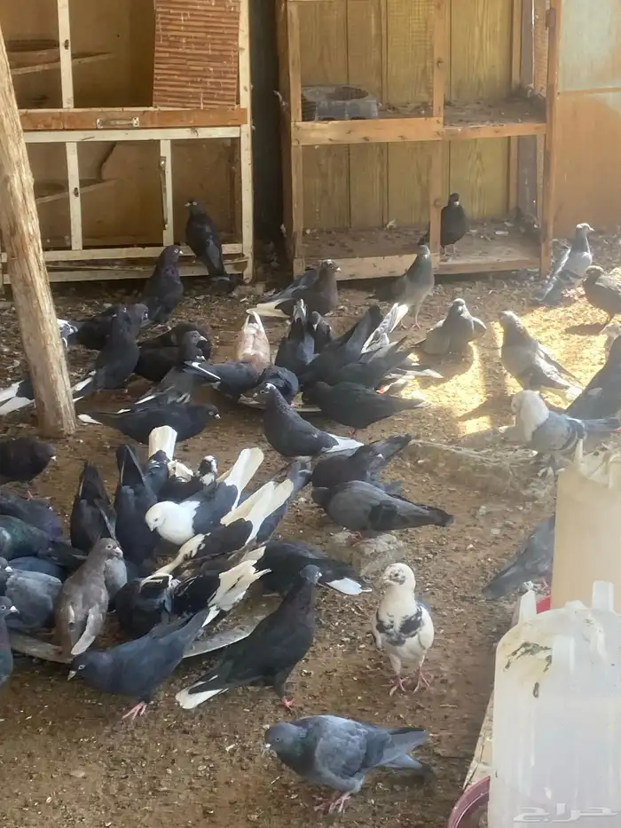 حمام قطيفي 1