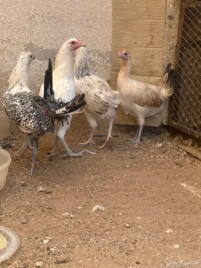 دجاج بلدي وفيومي 0