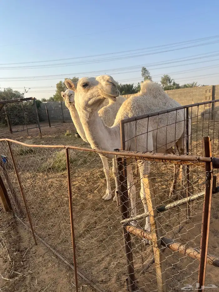 بكرتين للبيع في بريدة 2