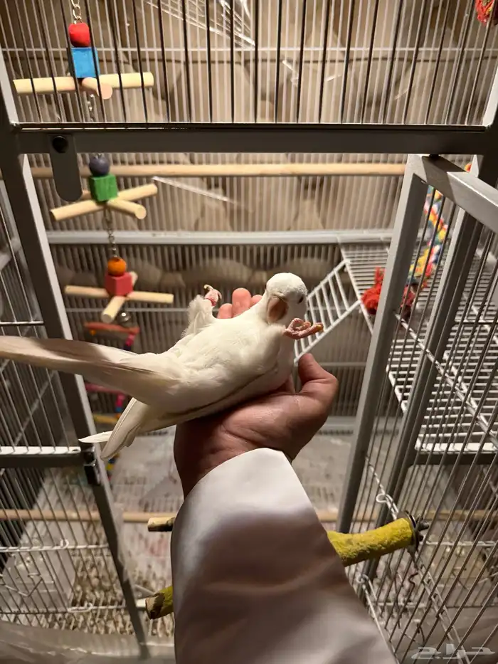 عرض كويكر البينو متكلم عنده 10 كلمات هدد نشبه تم البيع 7