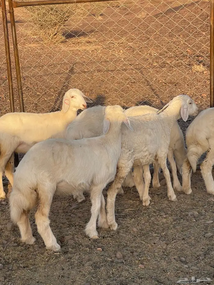 رخال ( تم البيع ) 0