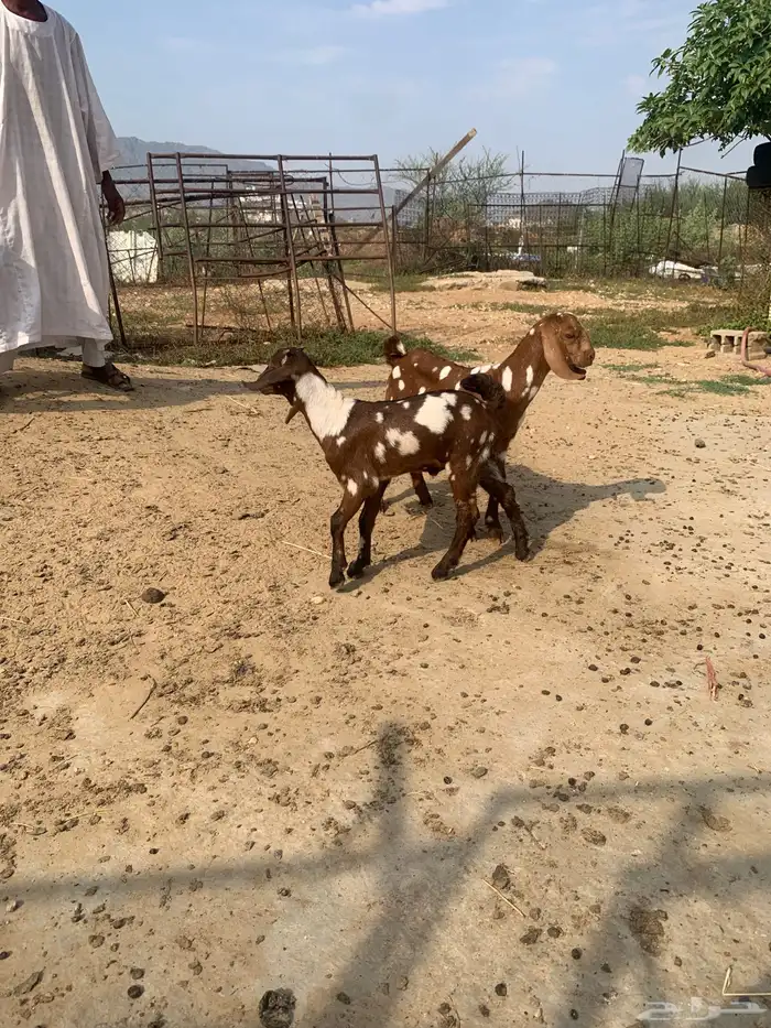 بارق 2
