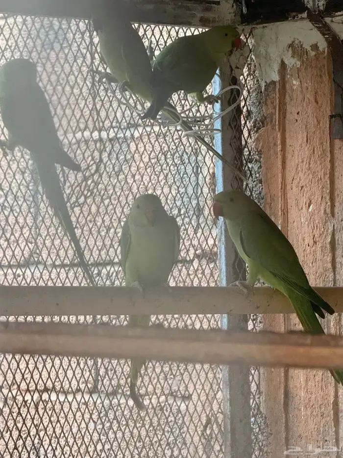 ببغاء الدرة 0
