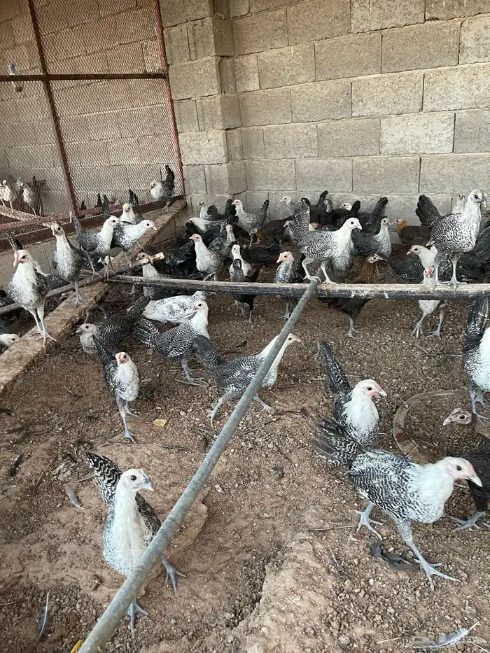 دجاج العمر 3 شهور 4