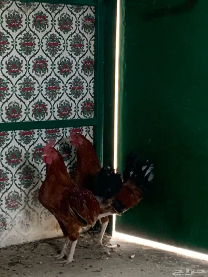 ديكين للبيع العدد  2 3
