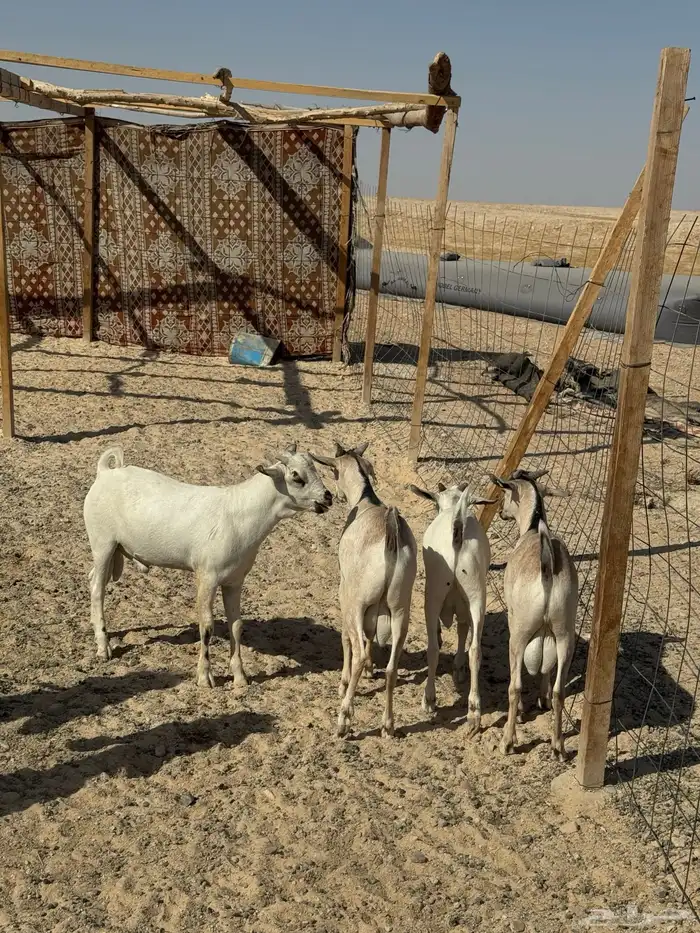 تيوس فل شحم 2