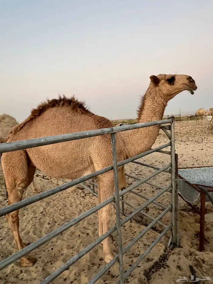 بكرة مفروده جدها الحاكم 1