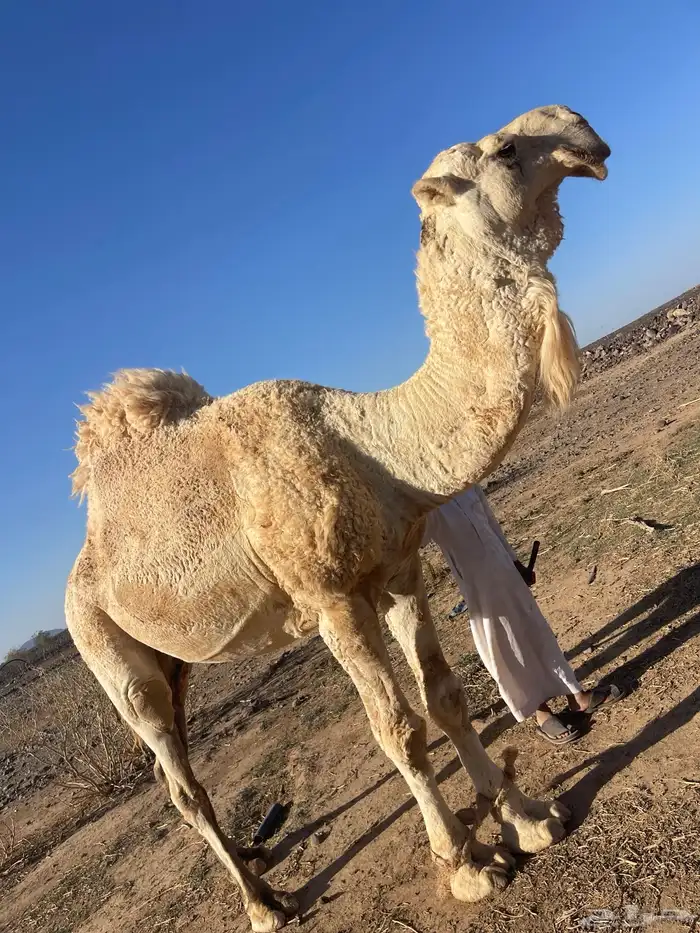 للبيع جمل عفر شاق نابه 2