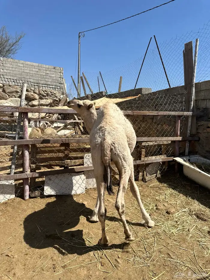قعود للبيع 0