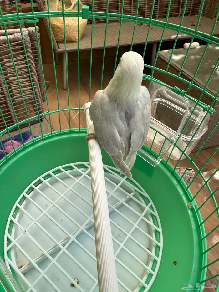 انثى روز بلد ابلاين للبيع 2