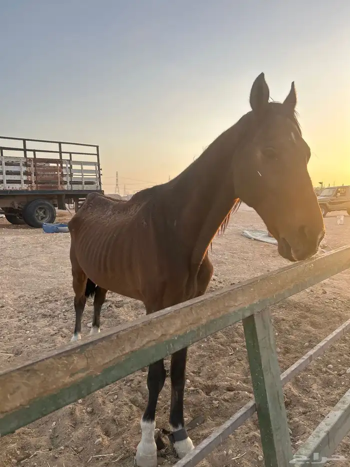 خيل للبيع حصان للبيع 0