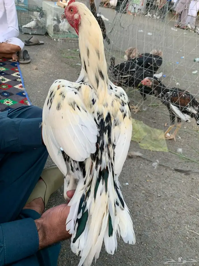 ديك ميوالي بطل 0