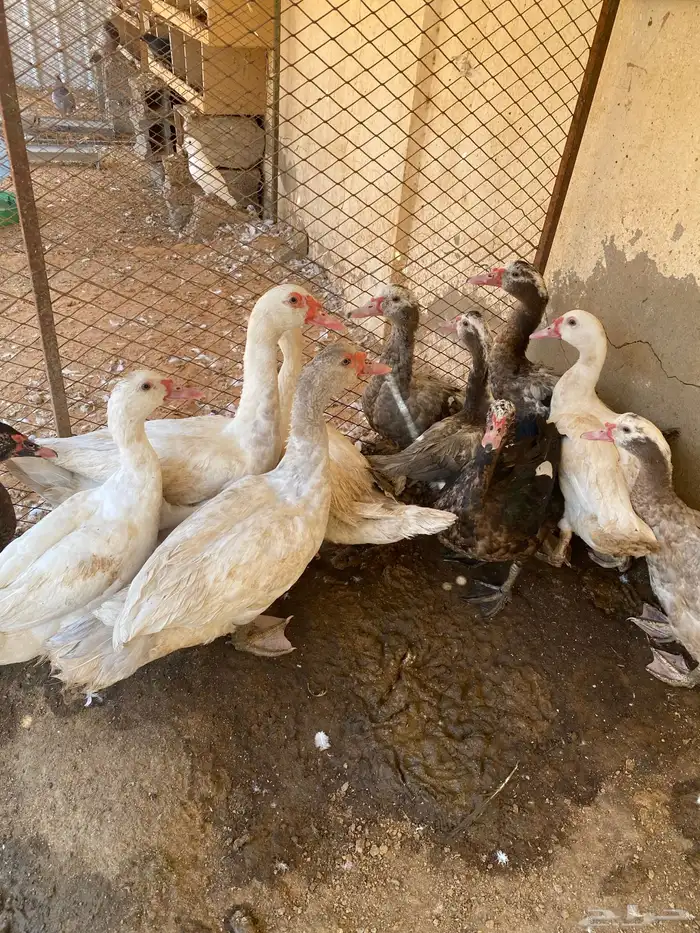 بط   بح مكسوفي 0