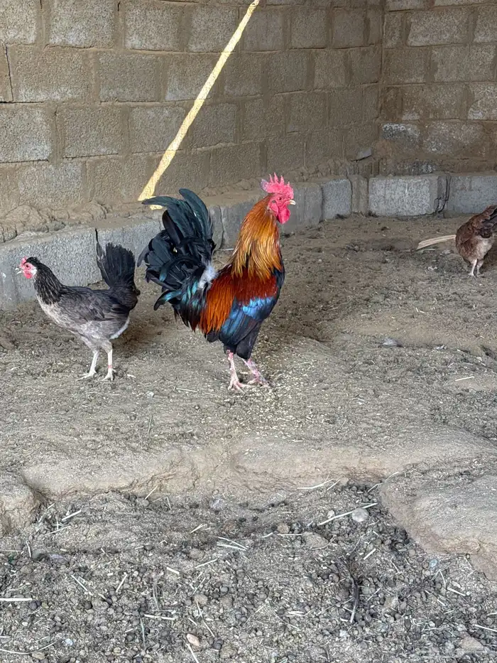 دجاج للبيع عربي 6