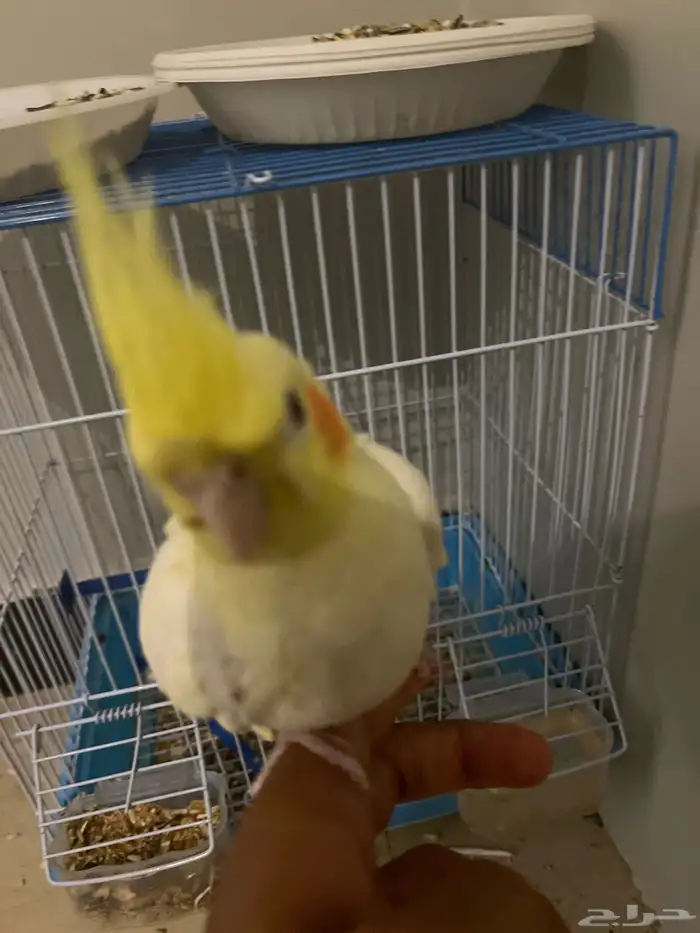 بيغاء كروان لاتينو الييف جدا نص هدد داخلي 2