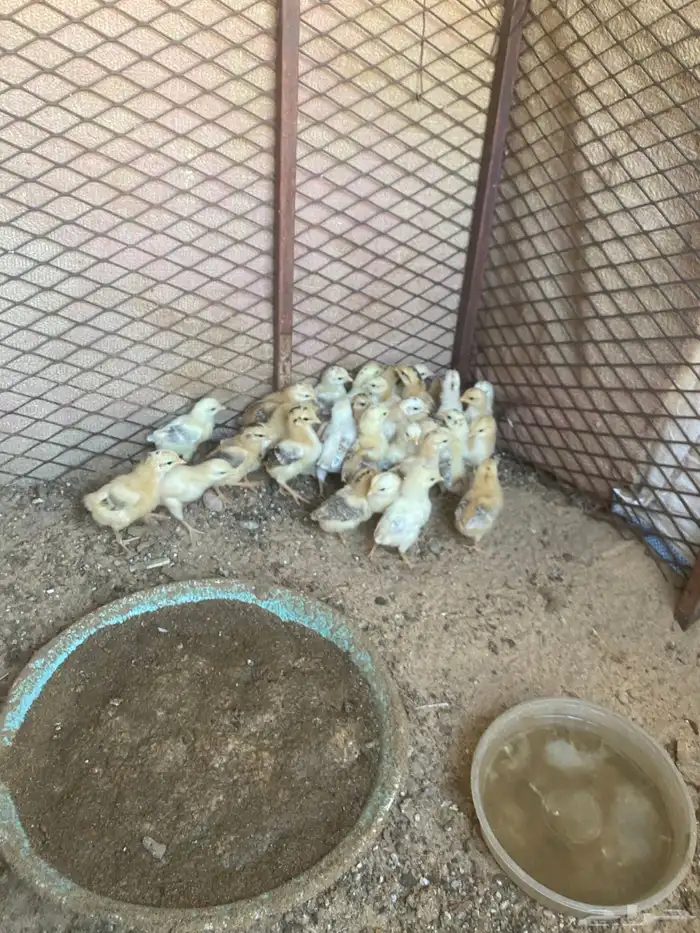 صيصان بلدي 6