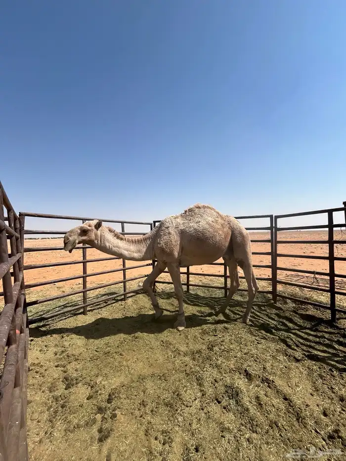 ابل وضح لقحا مضاربات العام شهر سته معاهم قعود البيع جملة أو 3