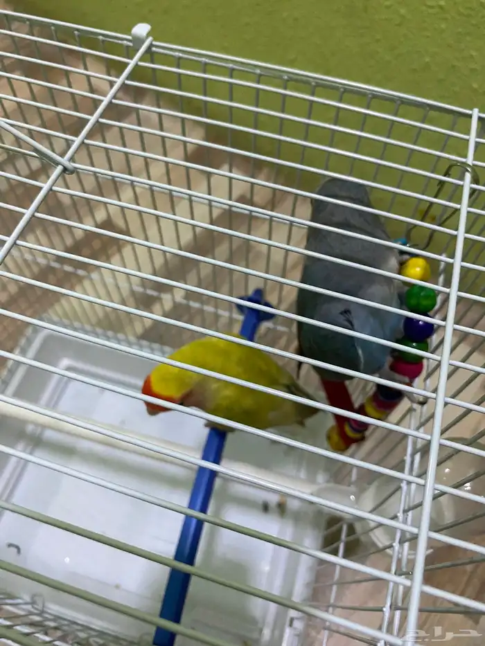 للبيع 1