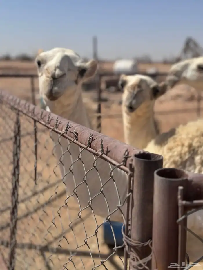 ثلاث عشاير ولقحه 5