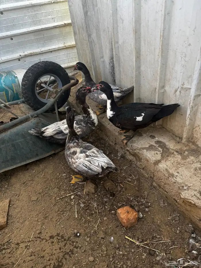 بط للبيع عدد 6 1