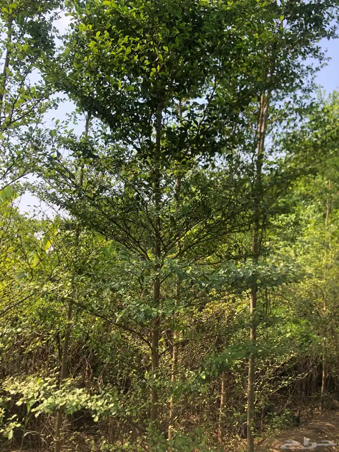 تنسيق الحدائق 10