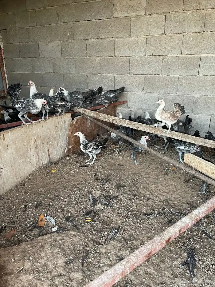 دجاج العمر 3 شهور 8