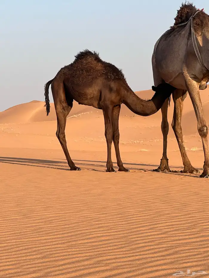 بكره للبيع قصب 2