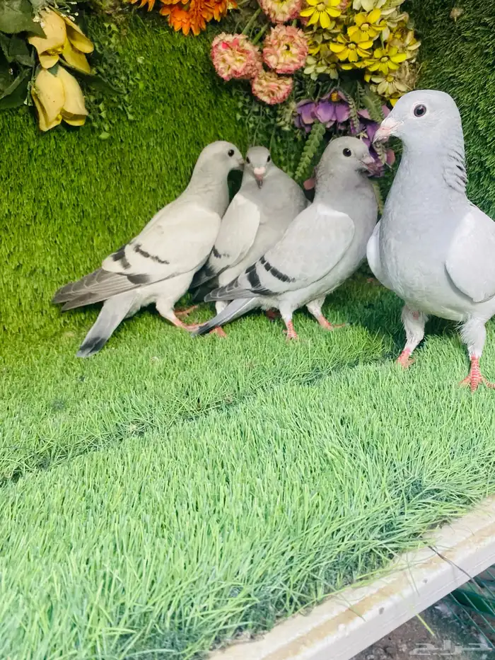 للبيع مجموعة طبات زواجل 8