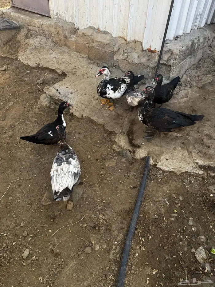 بط للبيع عدد 6 0