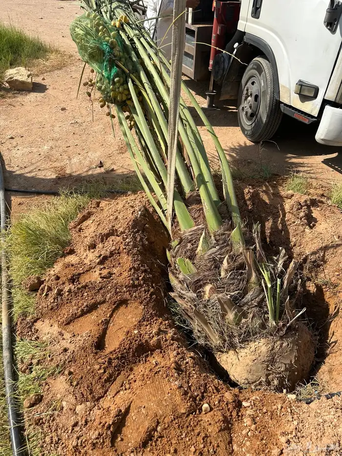 نخل للبيع منتج 4