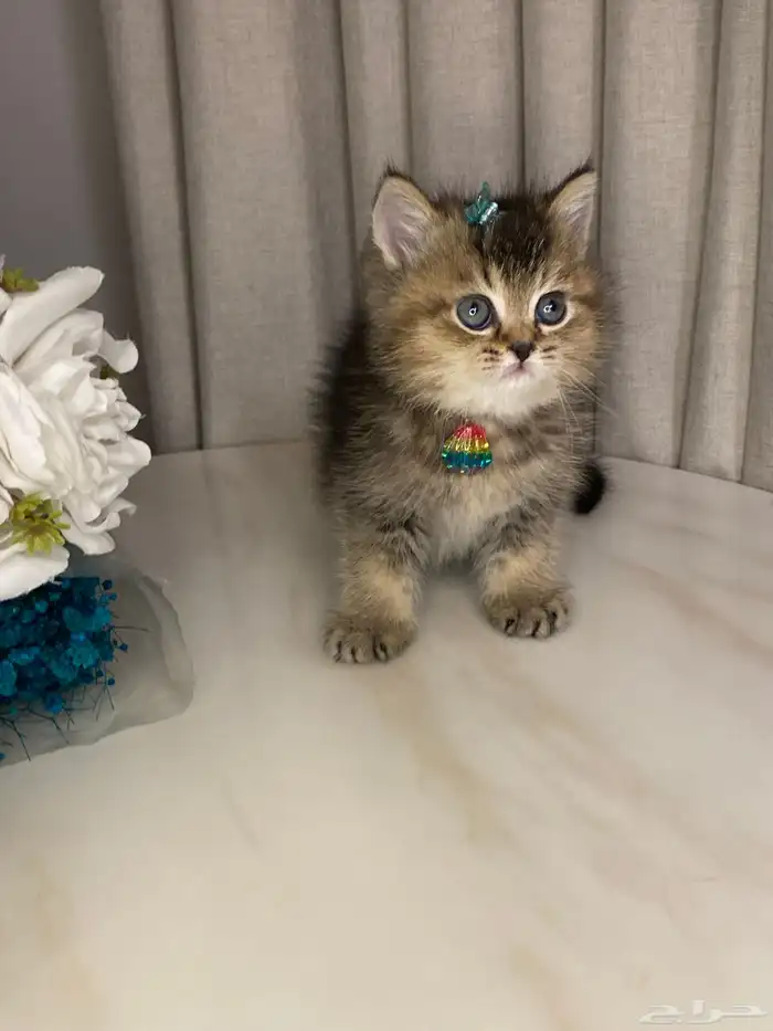 قطط سكوتش 11