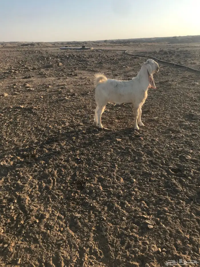 شمال المذنب 2