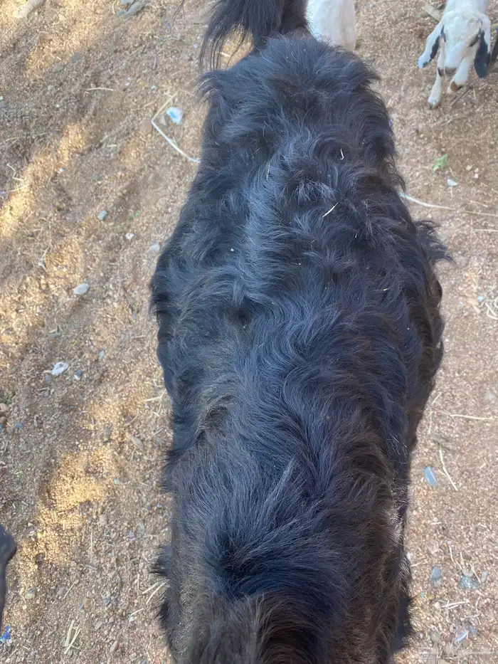 عنز خلفه 5