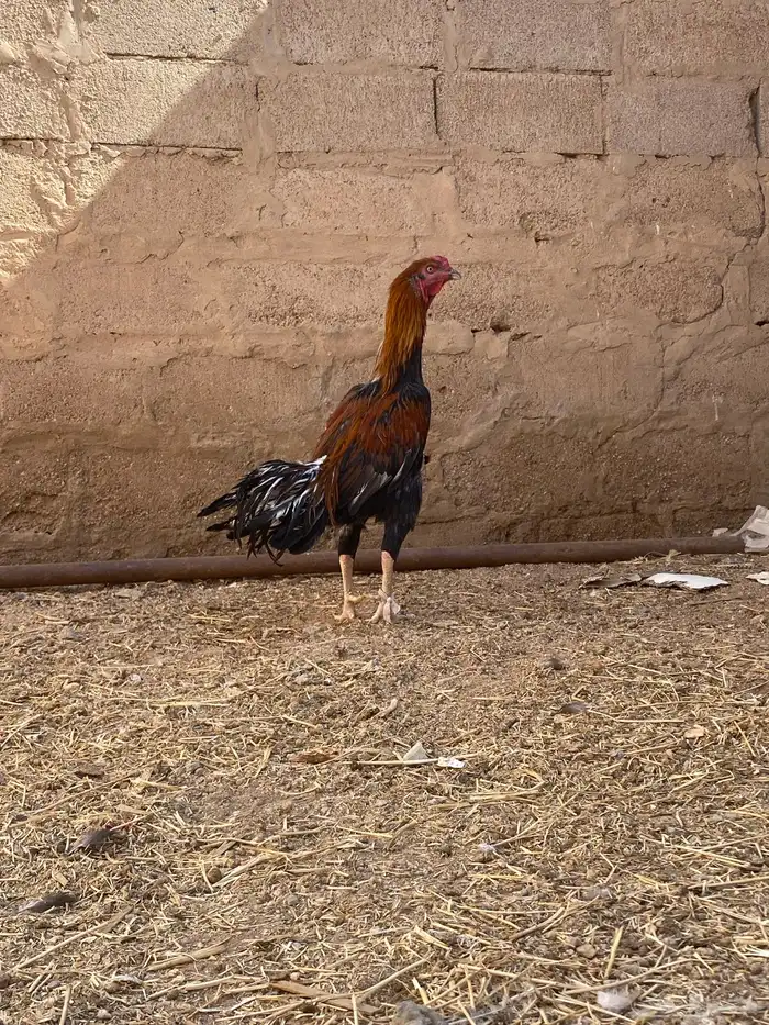 ديك بكستاني 0