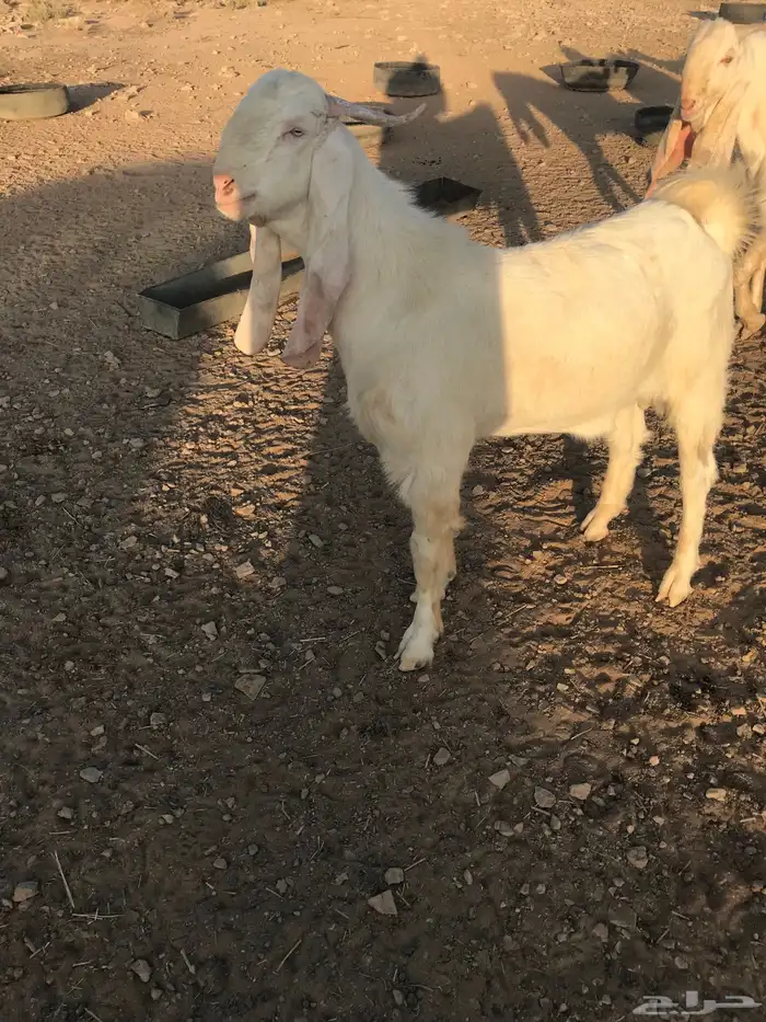 شمال المذنب 0