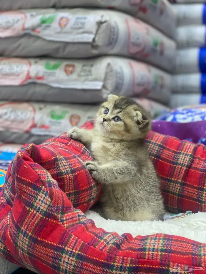 قطط كيتن سكوتش فولد 2