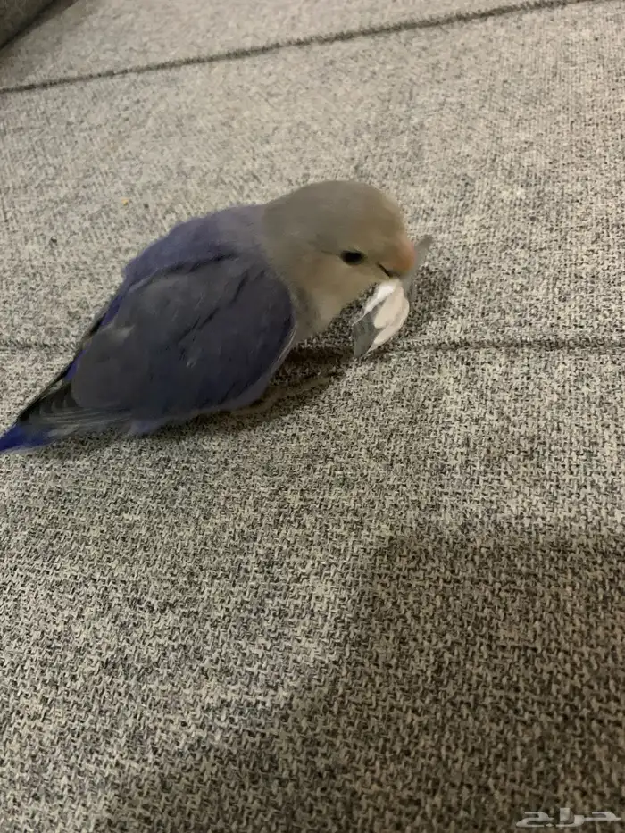 جوز روز اليفين جدا جدا جدا 12