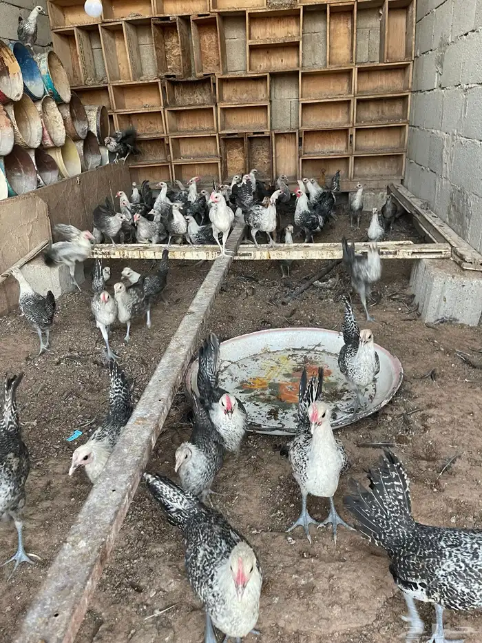 دجاج العمر 3 شهور 2